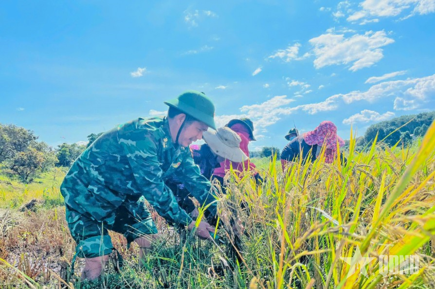 Ống kính bạn đọc: Bộ đội Biên phòng xuống đồng giúp dân